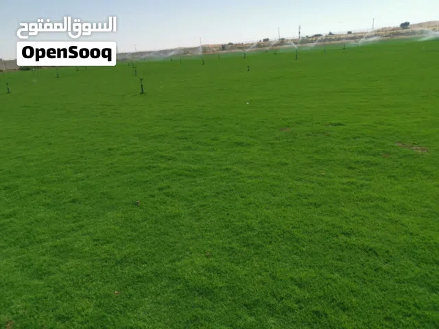 عشب أمريكي طبيعي