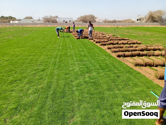 Blassblem & Bermuda  Gas American