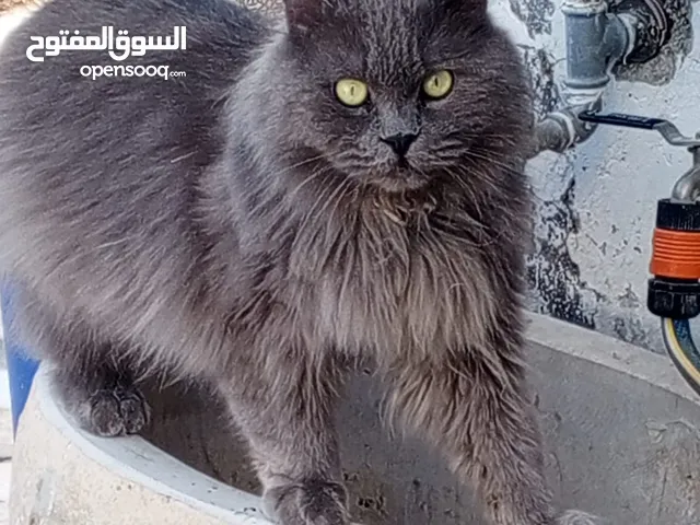 قط بريطاني ذو الشعر الطويل(السعر قابل لتفاوض سبب البيع السفر