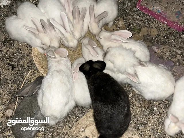 يوجد ارانب ذكر وانثى