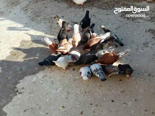 بصلاة على النبي جواز حمام جامبو الجوز 6 دنانير