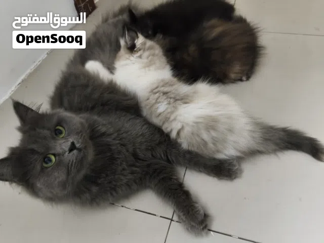 قطط للتبني ام و3 من ابناءها