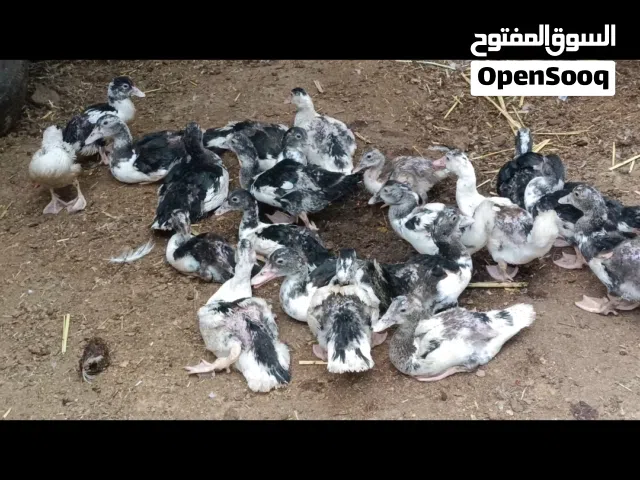 بشوش مصريات