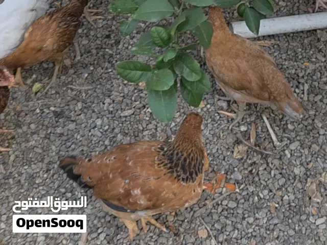 دجاج فرنسي اصل بيور