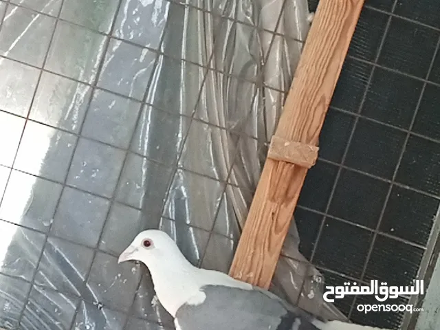 طيره شغاله لبيع