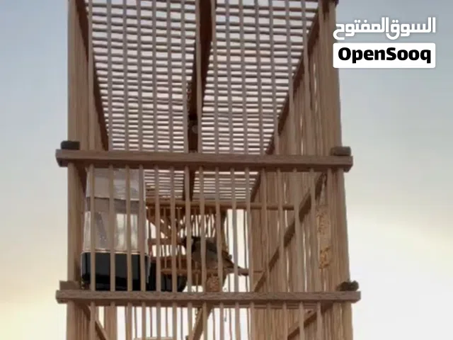 سلام عليكم بلبل طور فحل للبيع