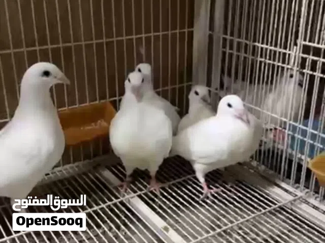 فروخ حمام بلجيكي