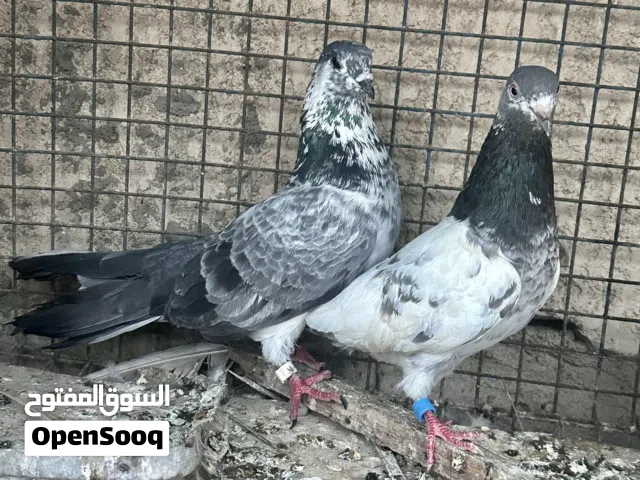 زوجين تور للبيع