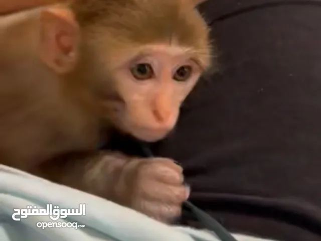قرد مكاك شورت تيل monkey