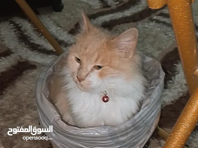 للبيع – قطط شيرازي متوفر قطة هملايا شيرازي أصيلة، صحية ونشيطة، بفراء طويل ناعم وعيون واسعة لامعة،
