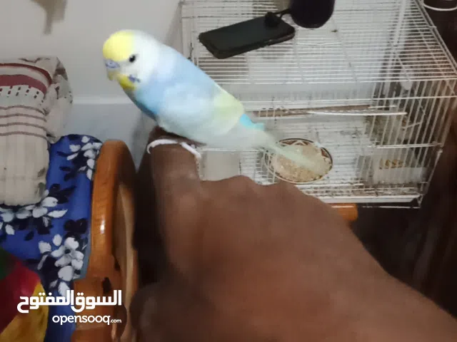 بادجي اليف متكلم اللهم بارك