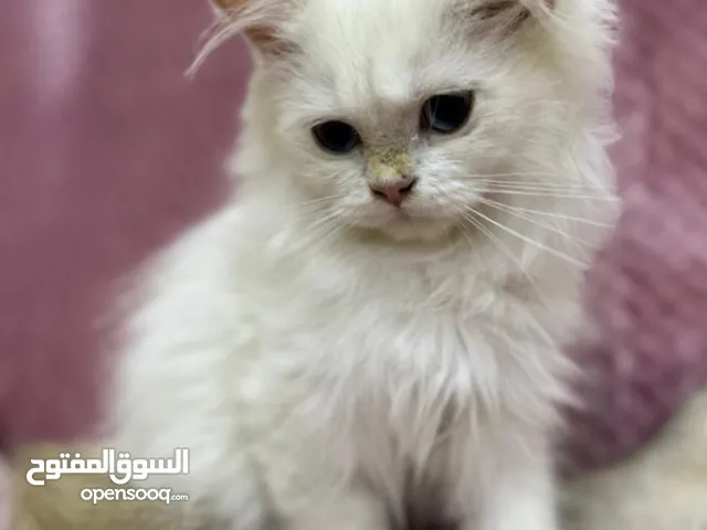 Blue golden shaded point British longhair