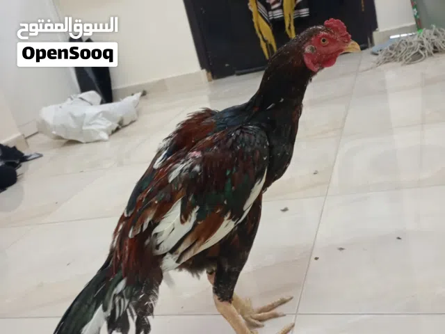 بتشو بوليا للبيع موقع صلاله