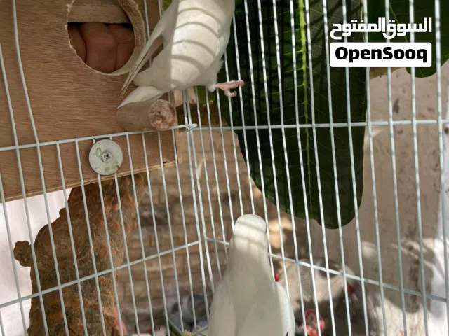 ببغاء روز ابيض