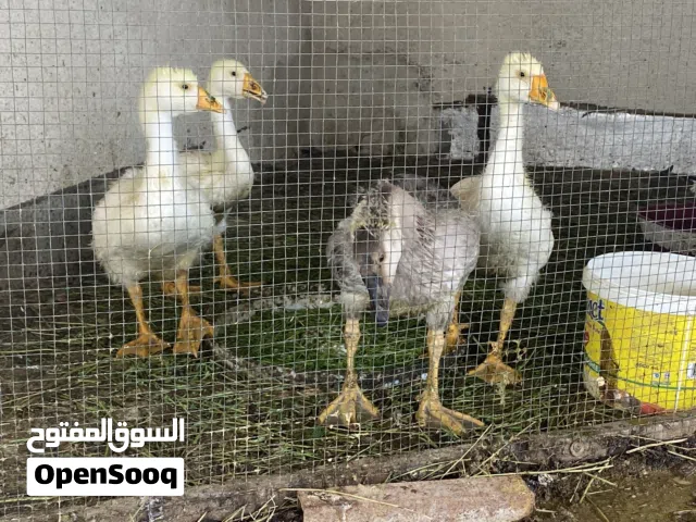 بطوط كوبرا للبيع