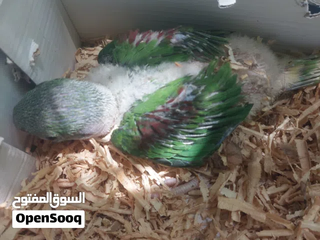 فرخ نيبالي للبيع