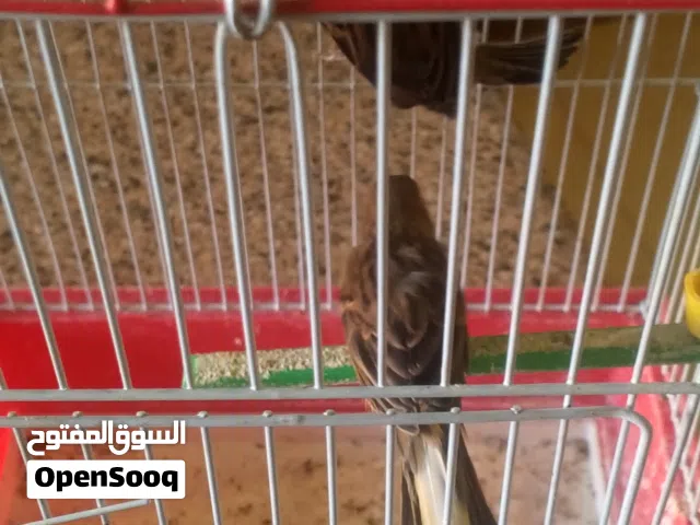 طيور كنار وا حب