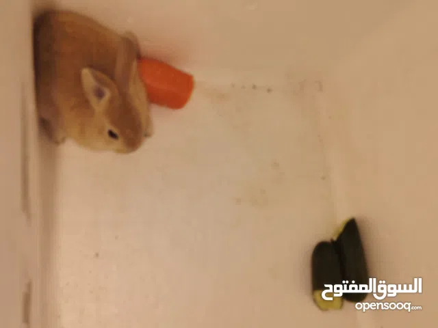 ارانب للبيع