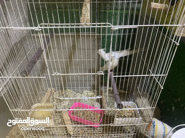 للبينو عيون حمر شرط تفريخ تفاصيل جوه