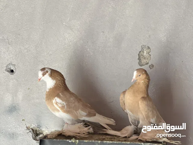 كوبية ذكر هزاز والانتية فيها هزة ربي ايبارك