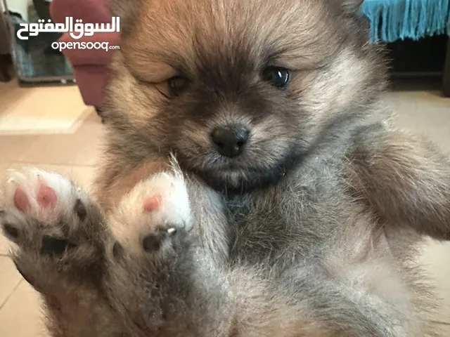 Pomeranian female puppy