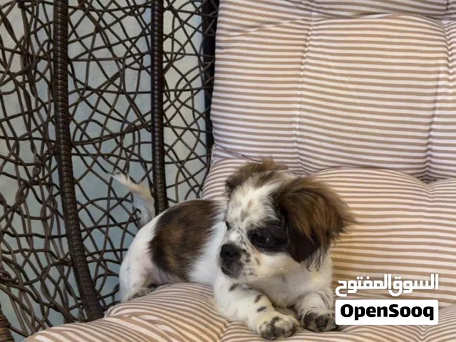 كلب شيتزو بيور اليف