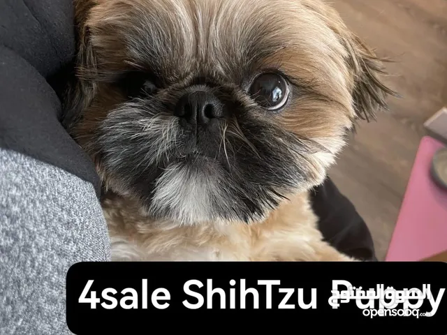 4sale ShihTzu Puppy