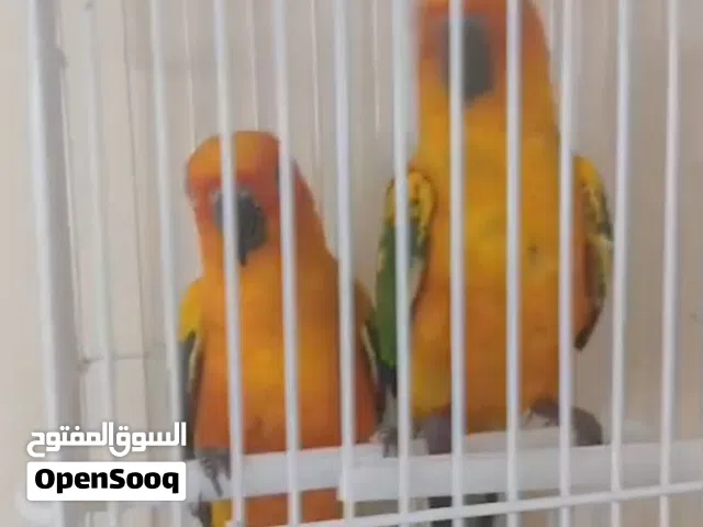 زوج صن كنيور