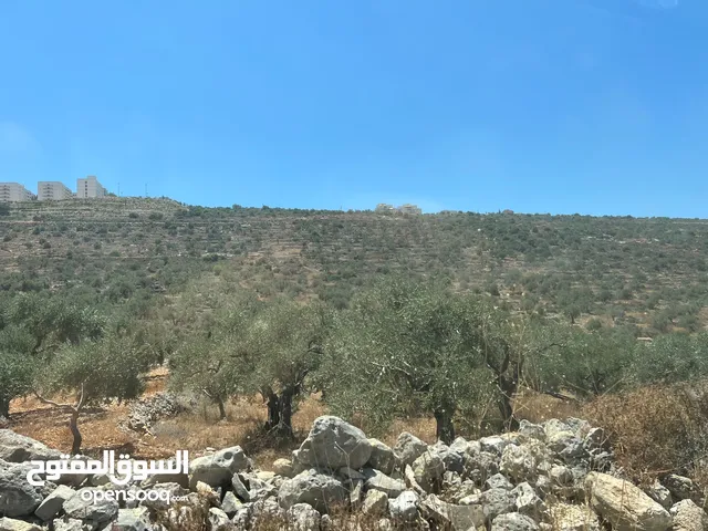Land for Sale – Marda, Salfit (13.8 Donums)  أرض للبيع – مردة، سلفيت (13.8 دونم)