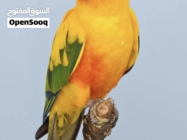 عرض لحين نفاذ الكميه فروخ ببغاء صن كنيور العمر شهر ونص الى شهرين للبيع وليس للبدل اقرا الوصف