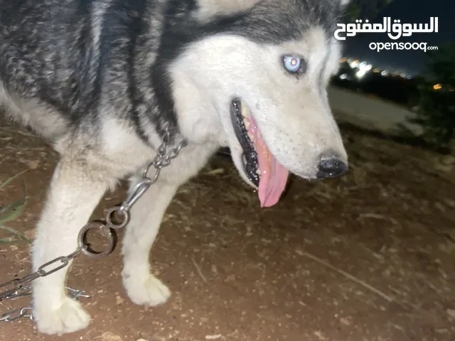 كلبه هاسكي انثاي عضم عريض