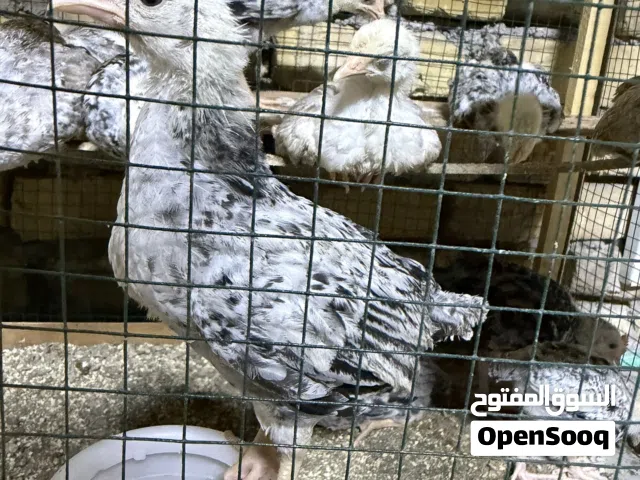 متاح دجاج دندراوي