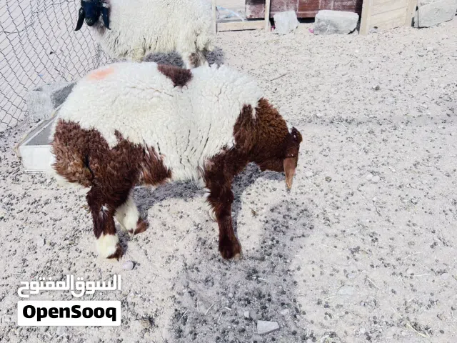 طليان هرافي اغنام