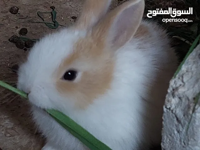 ارانب مميزه حجم صغير
