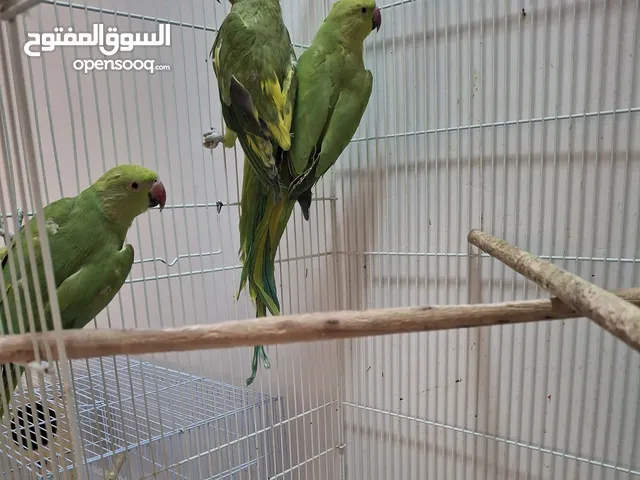 طيور دره للبيع