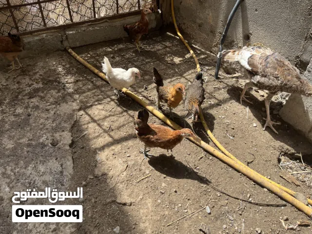 دجاج عمانيات العمر شهرين