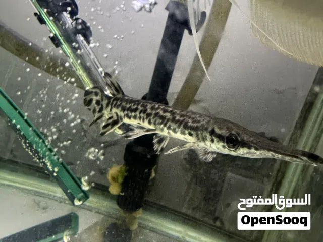 للبيع سمك مفترس