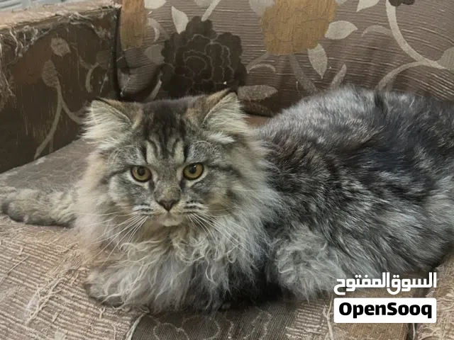 اسد الاسود