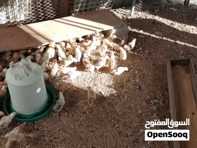 صوص أو دجاج