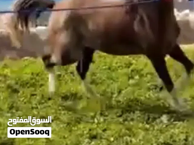 فرس العمر سنتين و8اشهر عربي صاغ سلم