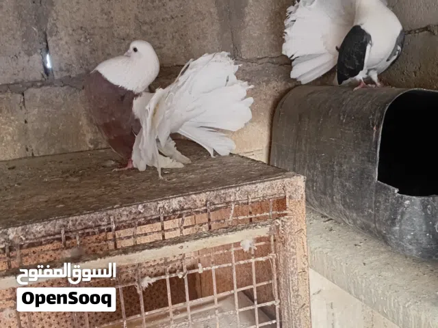 جوز حمام هزاز