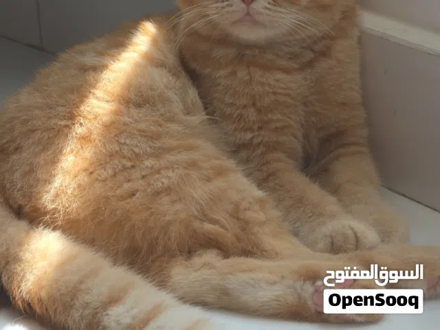 سكوتش فولد