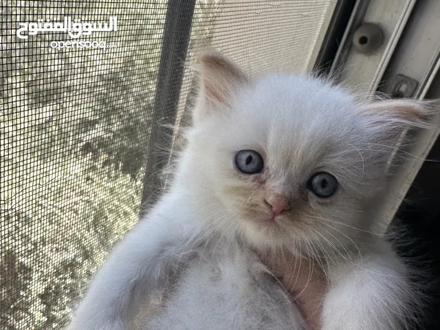 بسس هيمالايا مكس عمر شهرين للبيع
