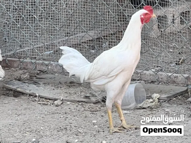 ديك باكستاني عمره 6 شهور