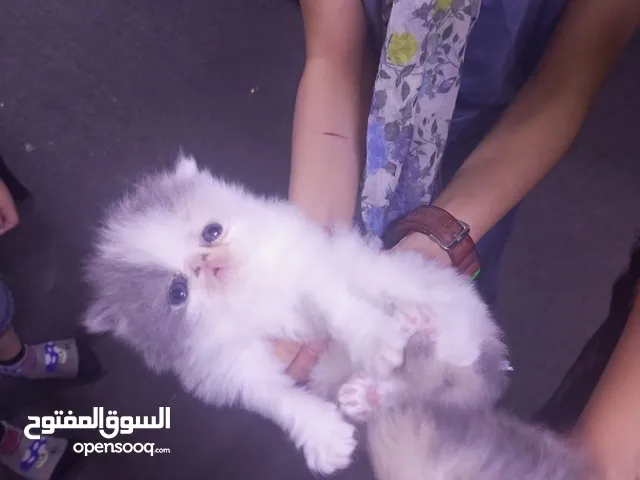 انثى بيرشن لعبة مستوى خرافي عمر شهرين كلشي بالوصف