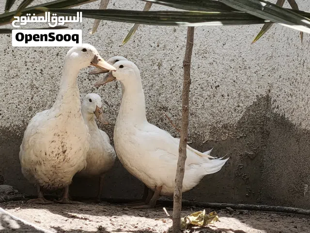 بط العدد 4
