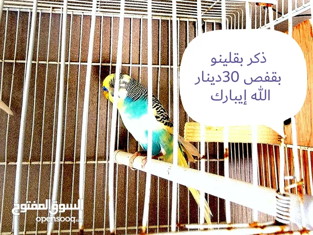 طيور الجنة