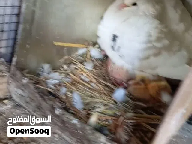 سلام عليكم موجود جوزين فرنسي  فوق جامبو حبات صلاه ع نبي موقع اربد لواء الطيبه سعرجوز 20د