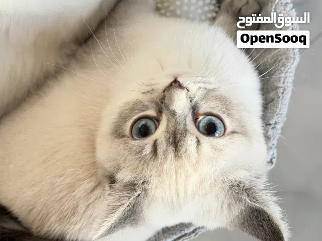 للبيع قطط الاعمار من شهر ونص الى 5 شهور