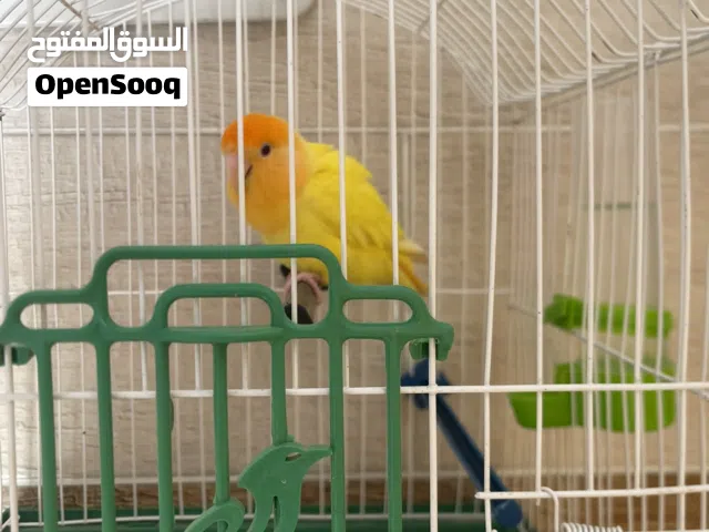 عصفور روز مروض